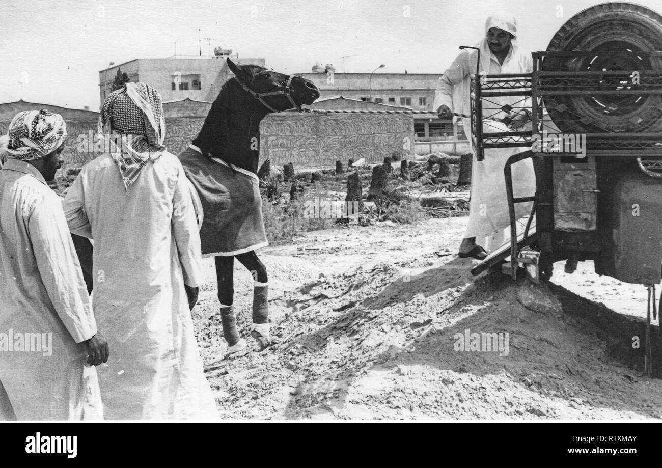Kauf und Transport eines dunkle Kastanie arabischen Hengst von Al-Qatif/Qatif, Eastern Province, Saudi-Arabien, Abqaiq, ein aramco Compound in 1983. Stockfoto