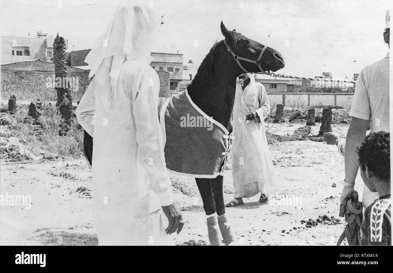Kauf und Transport eines dunkle Kastanie arabischen Hengst von Al-Qatif/Qatif, Eastern Province, Saudi-Arabien, Abqaiq, ein aramco Compound in 1983. Stockfoto