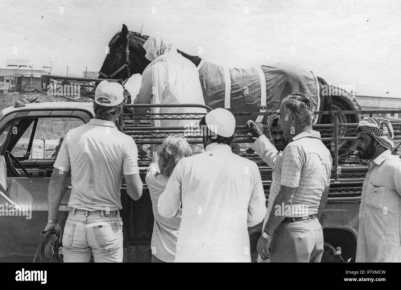 Kauf und Transport eines dunkle Kastanie arabischen Hengst von Al-Qatif/Qatif, Eastern Province, Saudi-Arabien, Abqaiq, ein aramco Compound in 1983. Stockfoto