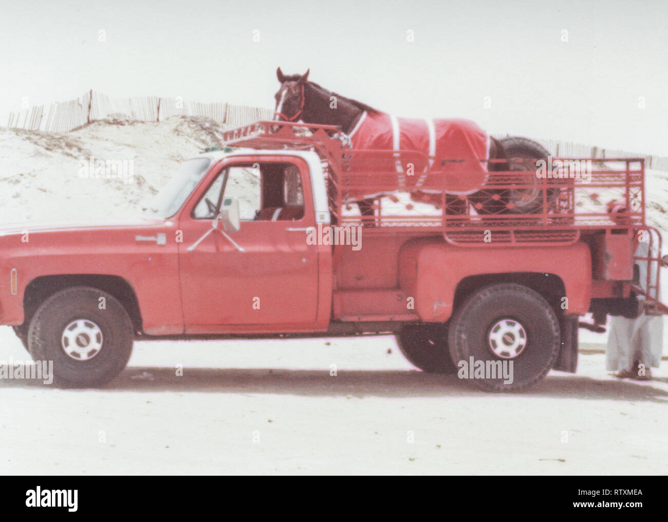 Kauf und Transport eines dunkle Kastanie arabischen Hengst von Al-Qatif/Qatif, Eastern Province, Saudi-Arabien, Abqaiq, ein aramco Compound in 1983. Stockfoto