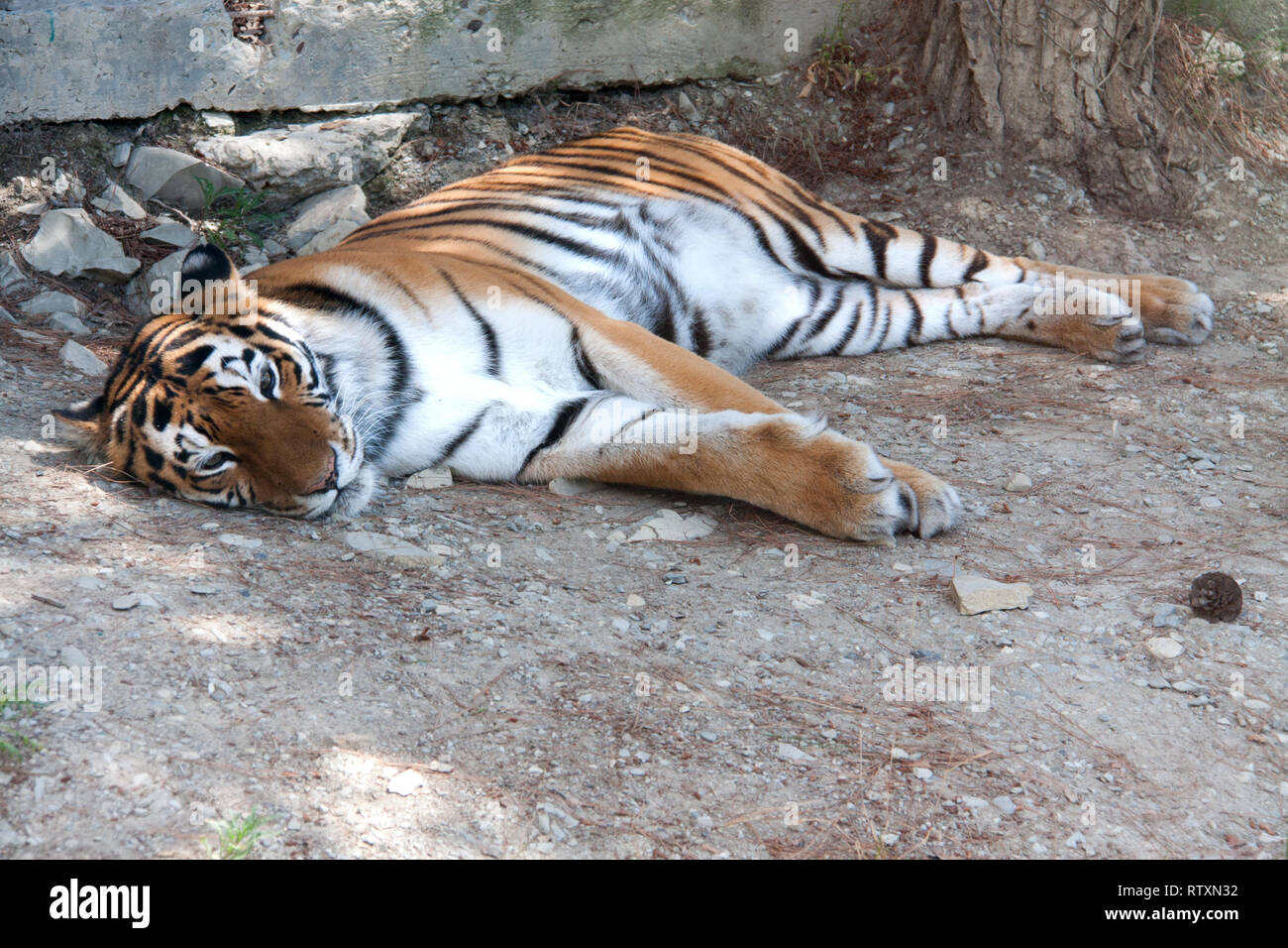 Tiger ruhen unter dem Schatten eines Baumes Stockfoto