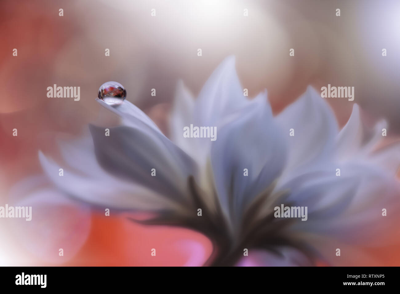 Schöne Orange Natur Hintergrund. Farbenfrohe künstlerische Wallpaper. Natürliche Makro Fotografie. Schönheit in der Natur. kreativer Blumenkunst. Abstrakte weißen Blüten. Stockfoto