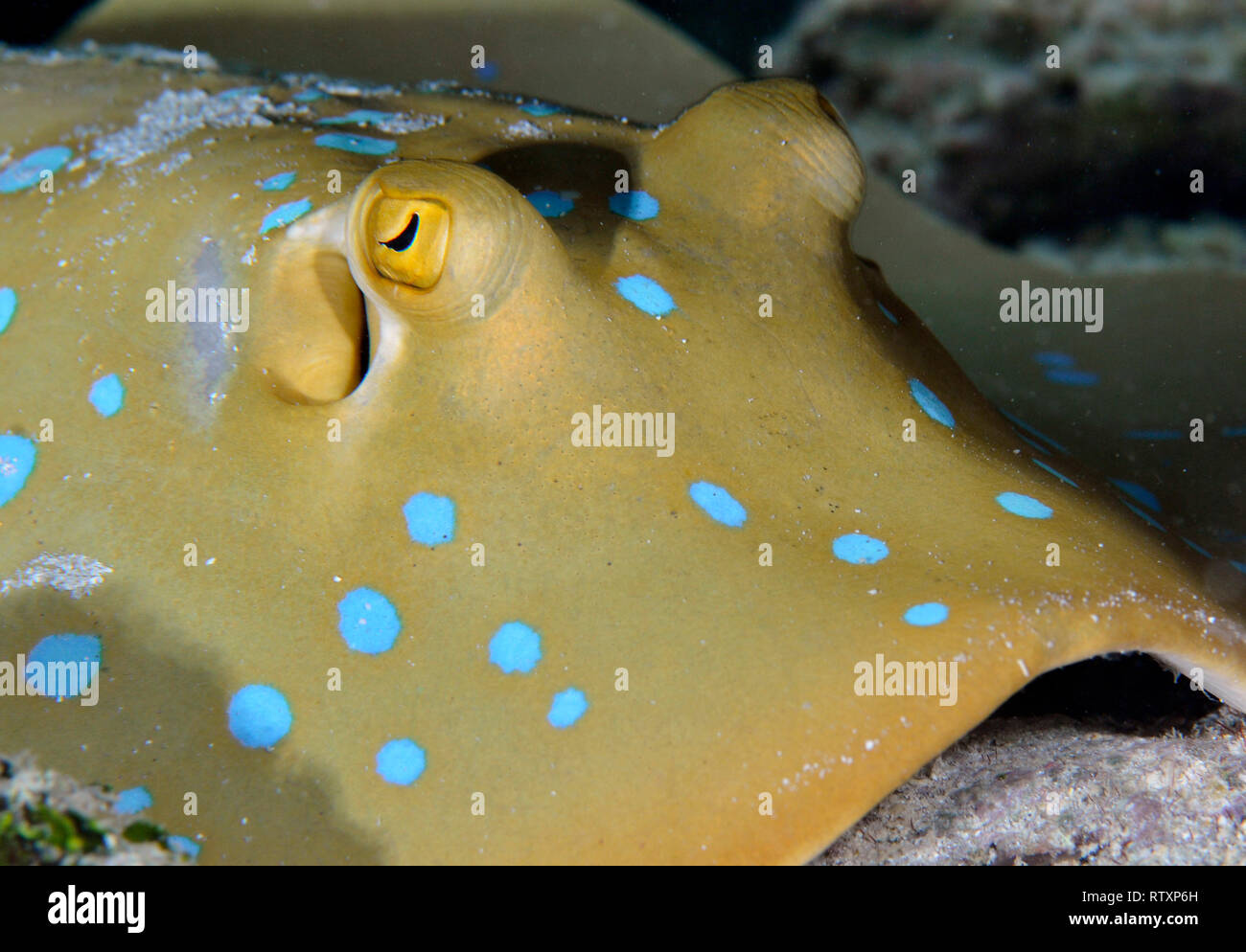 Blaupunktrochen ribbontail Ray, Taeniura lymma, Nukuifala Islet, Uvea, Wallis und Futuna, Süd Pazifik Stockfoto