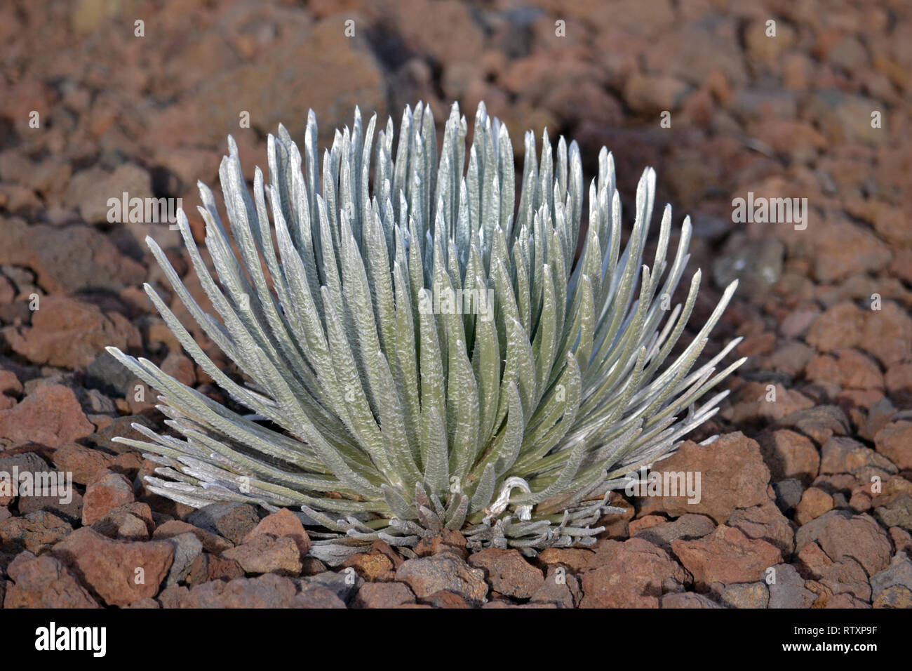Silversword oder 'Ahinahina Argyroxiphium sandwicense macrocephalum, subsp, Familie Asteraceae, seltene endemische Pflanze des Haleakala Kraters, Maui, Hawaii Stockfoto