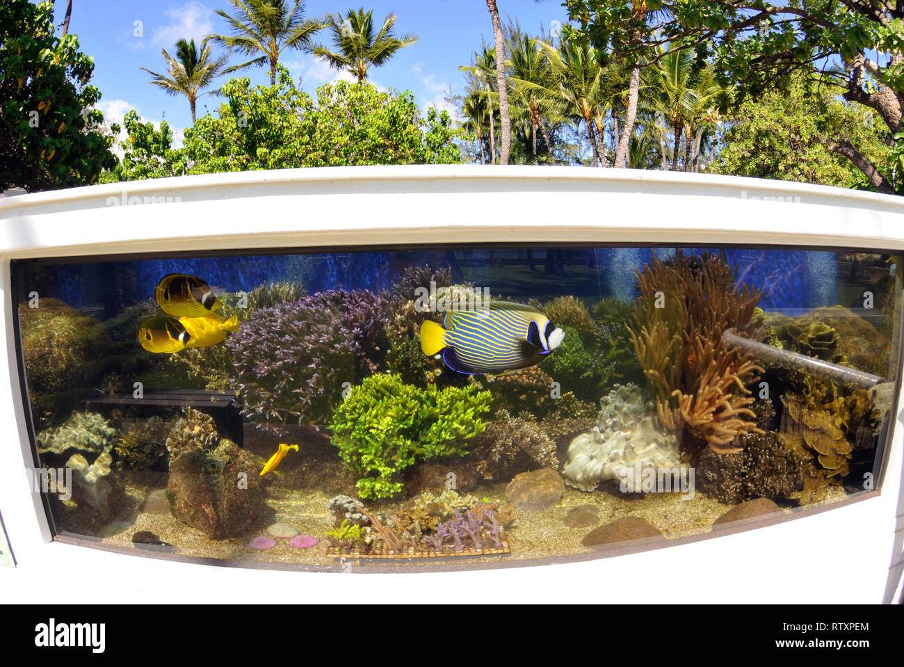 Hawaiian reef Tank im Garten von Waikiki Aquarium, Oahu, Hawaii, USA Stockfoto