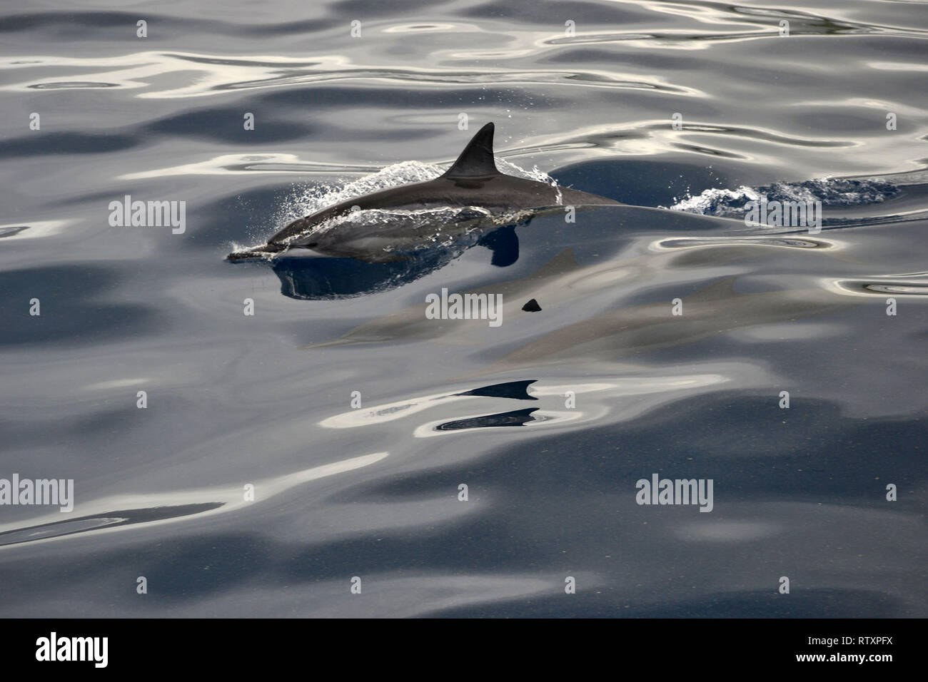 Spinner dolphin, Stenella longirostris, Kauai, Hawaii, USA Stockfoto