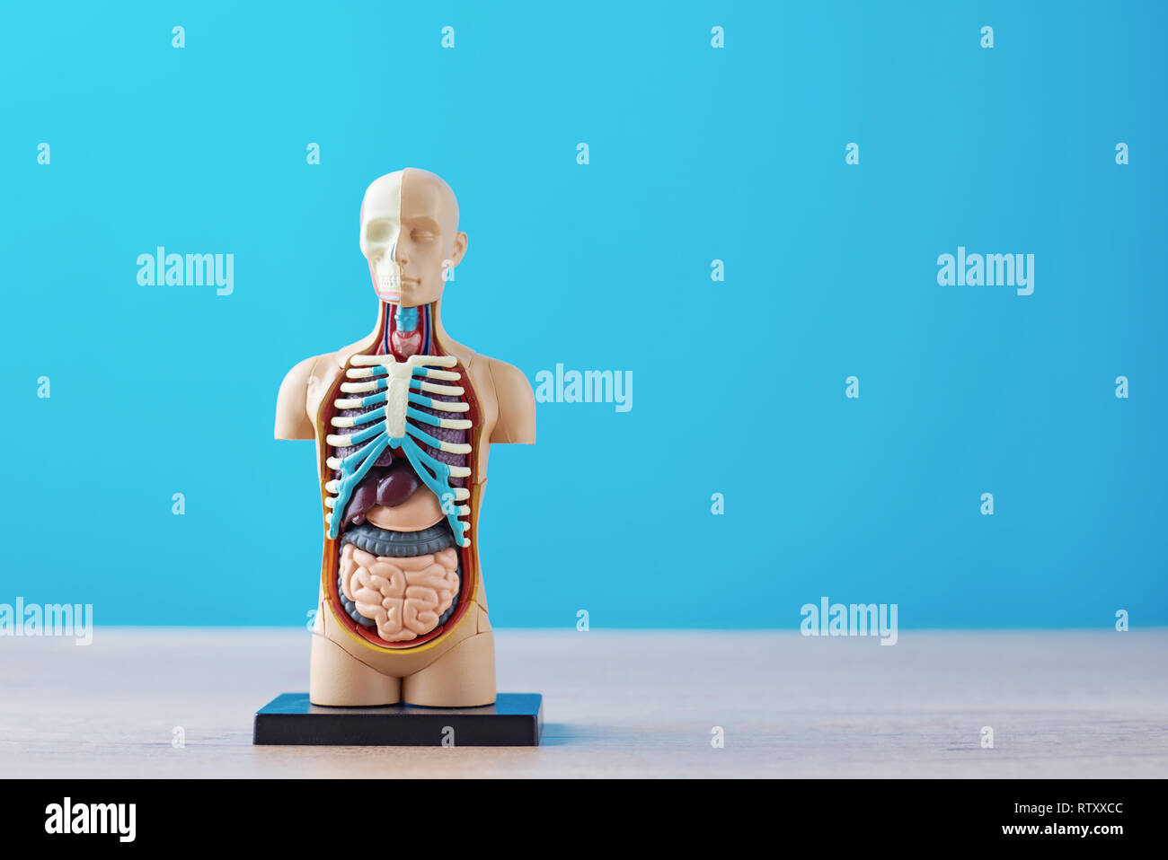 Anatomische Modell des menschlichen Körpers mit inneren Organen auf blauem Hintergrund. Anatomie Körper mannequin Stockfoto