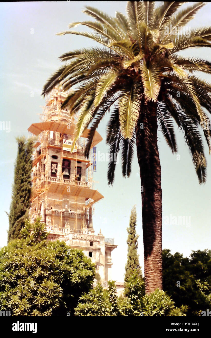 Palme und Turm, Sevilla, Spanien Stockfoto