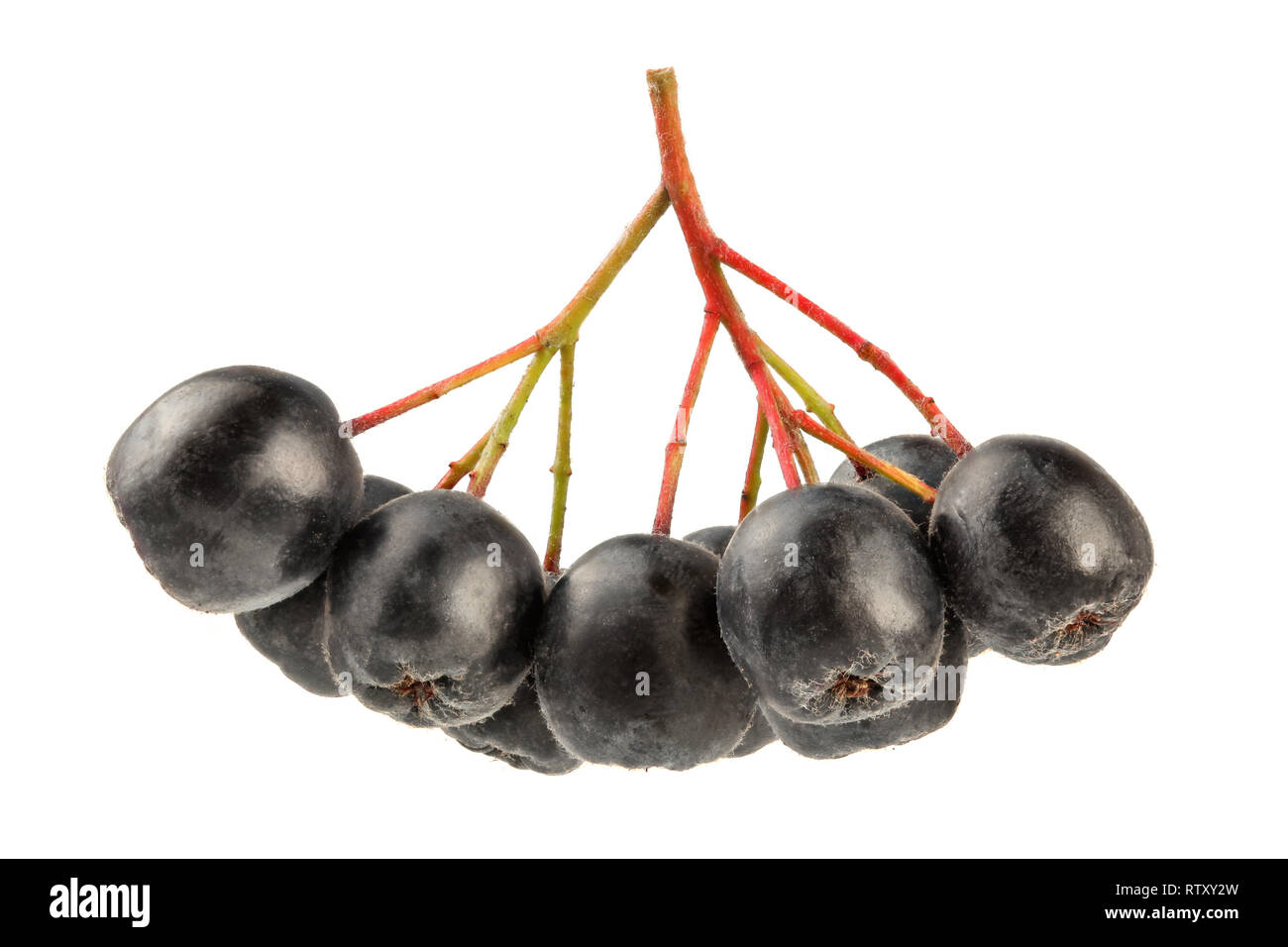 Aronia (apfelbeere) Früchte mit Stängel, auf weißem Hintergrund. Stockfoto