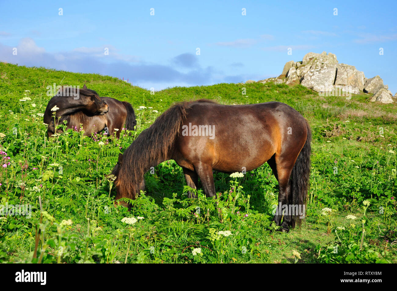Exmoor Ponys grasen ein vorgewende auf St Marys Scilly-inseln das diodiversity der Heide zu verbessern. Cornwall.DE Stockfoto