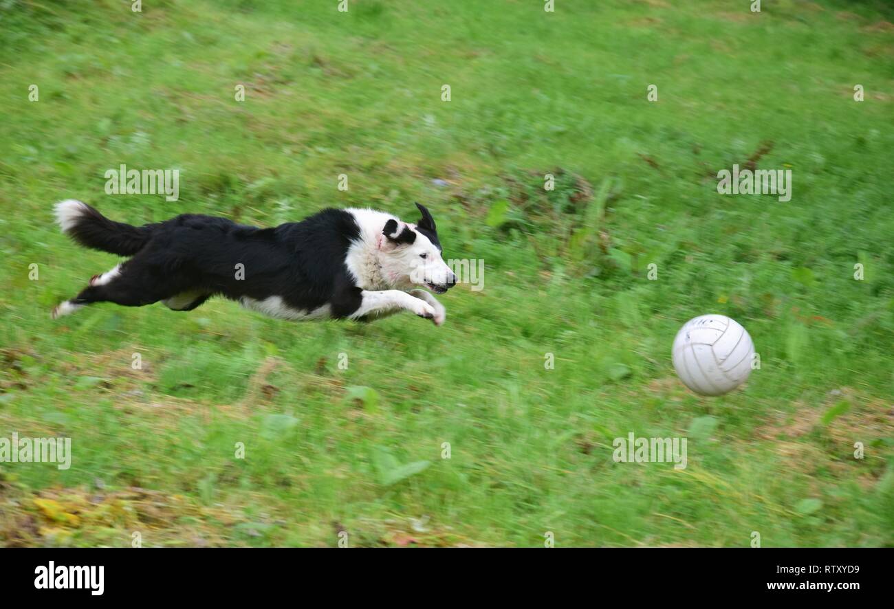 Ein Spielen von schwarzen und weißen Hund nach einem Ball. Stockfoto