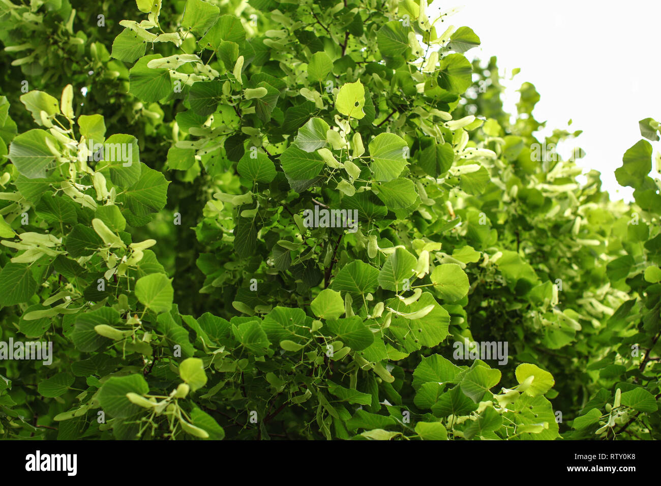 Kleine leaved Lime (Tilia cordata) Baum, Detail auf Zweige mit Blättern und Früchten gedeckt. Stockfoto