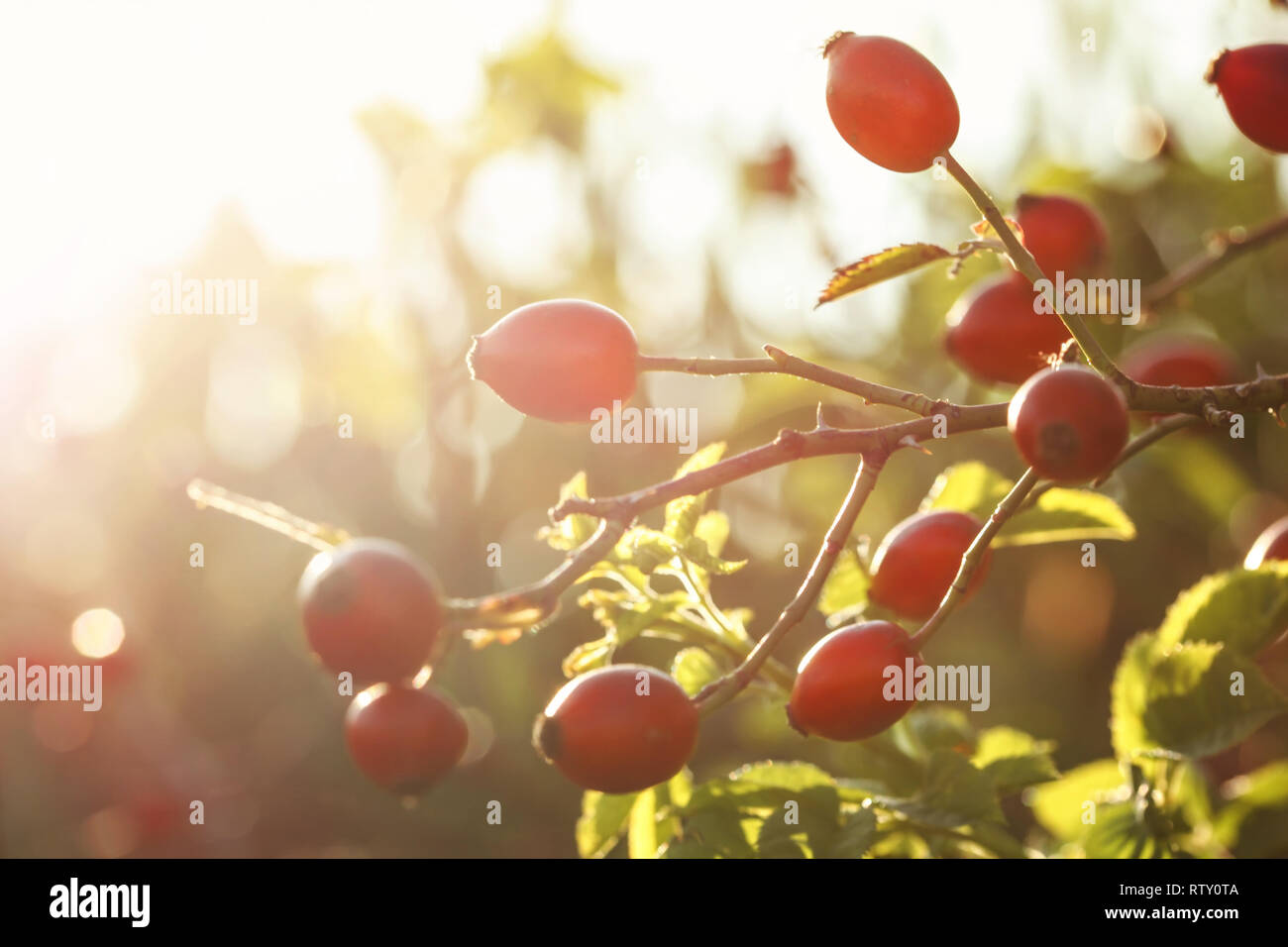 Hagebutten auf einem Busch Zweige, Soft Focus in starke Herbst Sonne zurück. Stockfoto