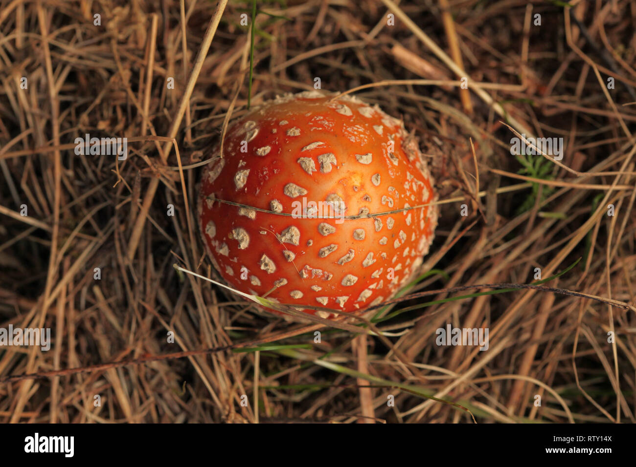 Ansicht von oben, Jungen fly Agaric (Amanita muscaria) in gelb Stroh-/trockenes Gras. Stockfoto