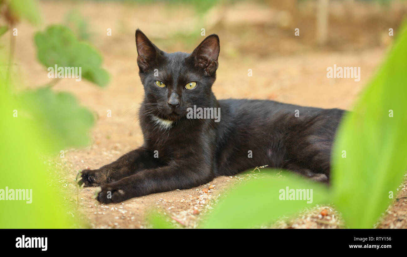 Schwarz streunende Katze, Fell dreckig von Staub und Haare, Verlegung auf sandigen Boden, grüne Blätter um und schaut direkt in die Kamera. Stockfoto