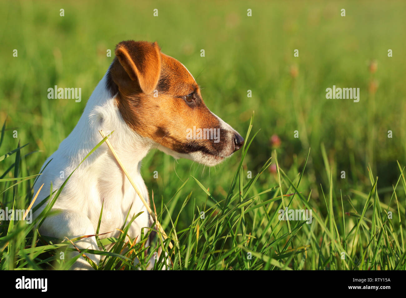 Kleine Jack Russell Terrier im Gras auf der Seite sitzen, Detail auf ihrem Kopf. Stockfoto