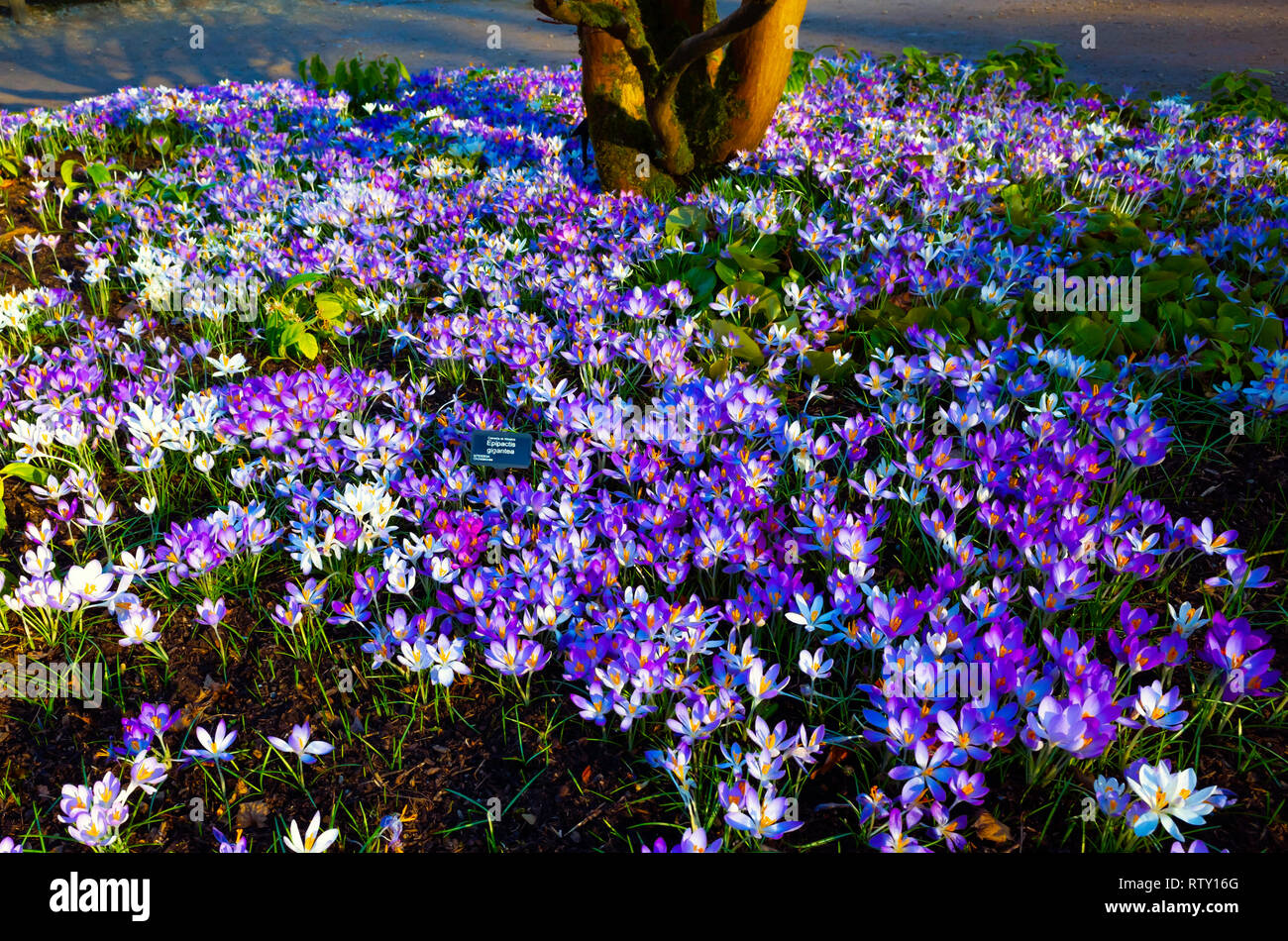 Ein Bett von Orchideen Epipactis gigantea ein Eingeborener von westlichen Nordamerika hier als Ziergarten Blume in Yorkshire, England angebaut. Stockfoto Ein Bett von Orchideen Epipactis gigantea ein Eingeborener von westlichen Nordamerika hier als Ziergarten Blume in Yorkshire, England angebaut. Stockfoto