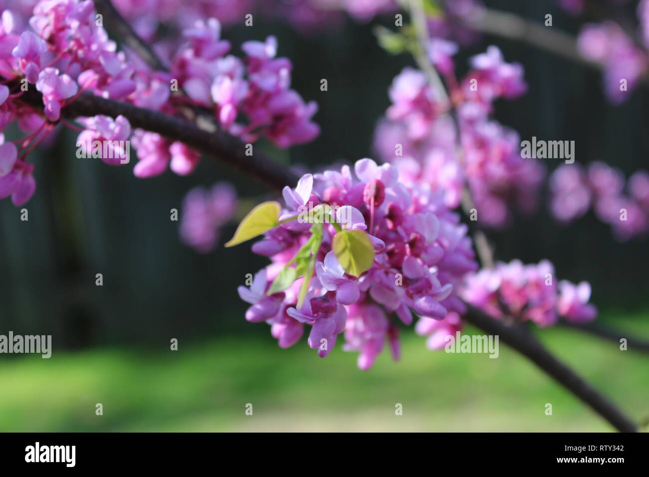 Östliche Redbud Baum Stockfoto