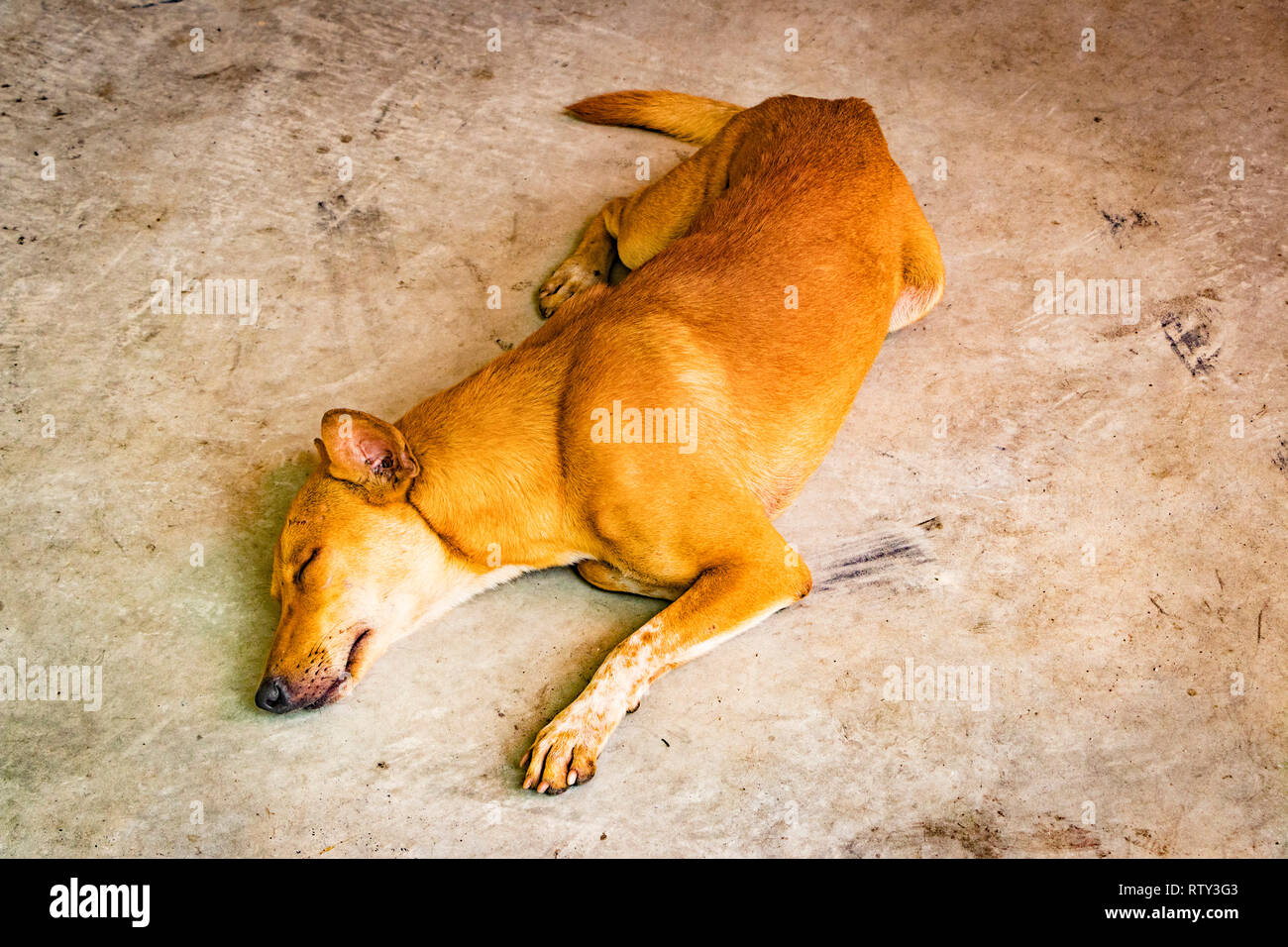 Schlafende Hund in Chinatown Straße Kuala Lumpur Malaysia Stockfoto
