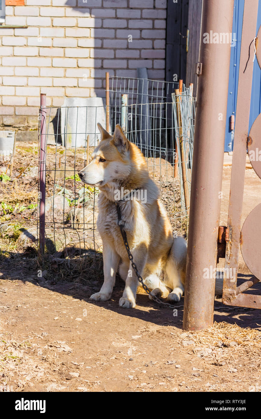 Beige Husky in der Nähe des Hauses an der Kette Stockfoto