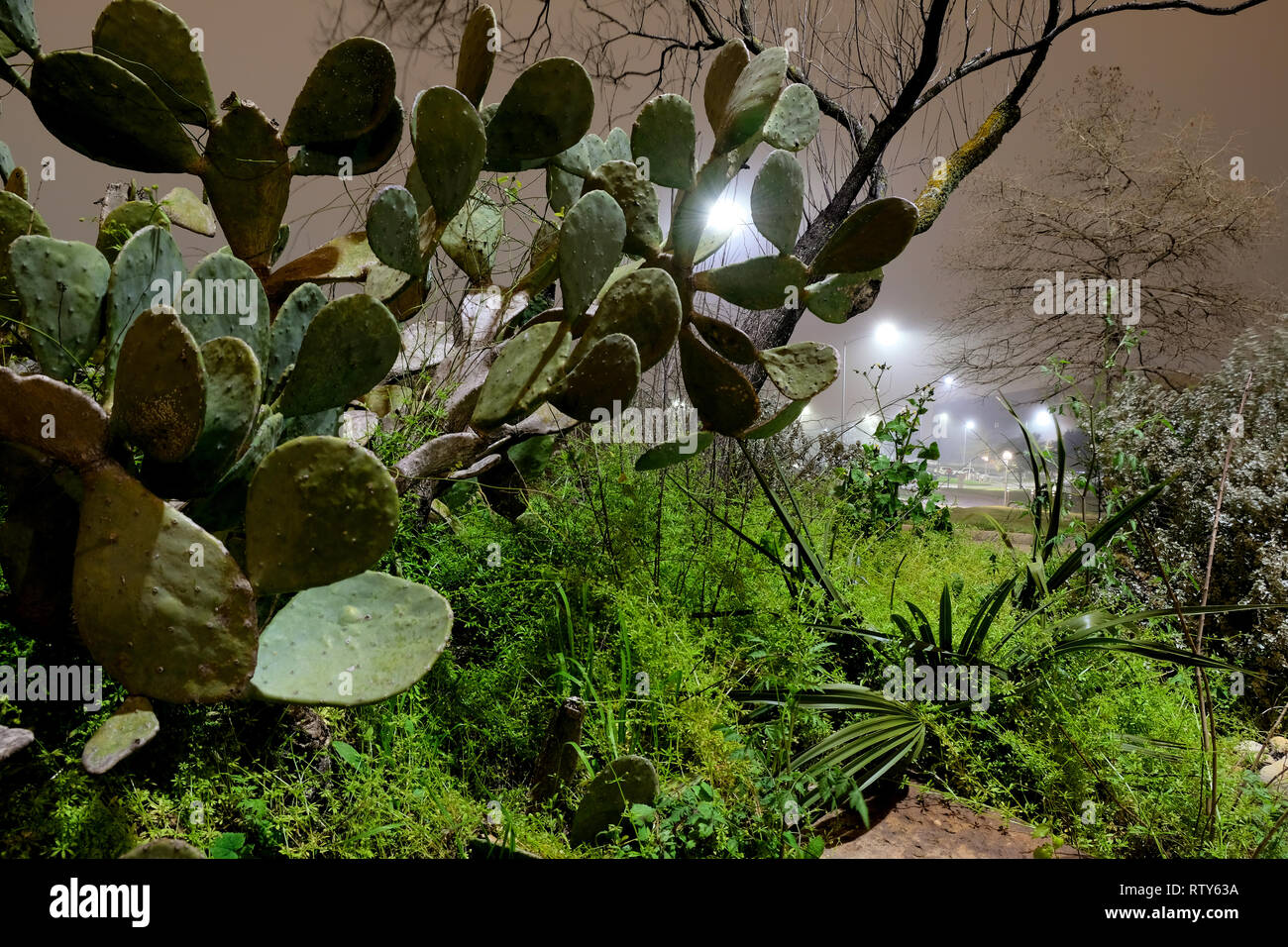 Cactus mit Unkraut überwuchert und unfruchtbaren mesquite Baum im Hintergrund, Straßenlaternen durch Blätter auf einem dunstigen Abend in College Station, Texas, USA Stockfoto