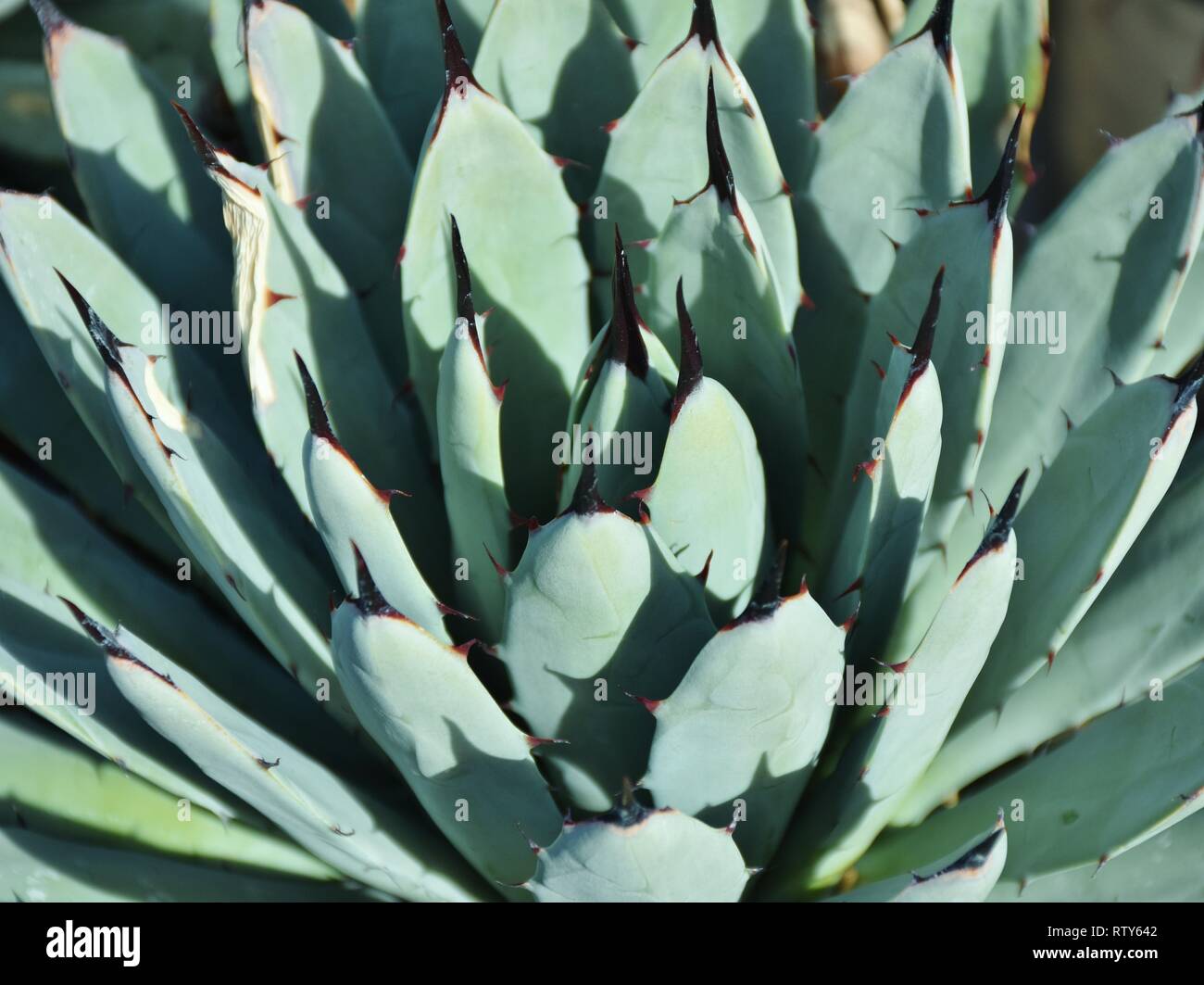 Nahaufnahme der Muster und Dornen aus einem Kaktus Pflanze in der Sonoran Wüste von Tucson, Arizona. Stockfoto