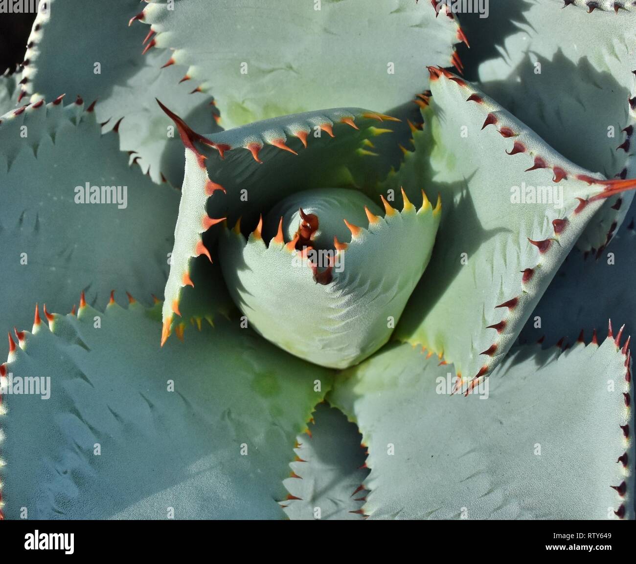 Nahaufnahme der Muster und Dornen aus einem Kaktus Pflanze in der Sonoran Wüste von Tucson, Arizona. Stockfoto