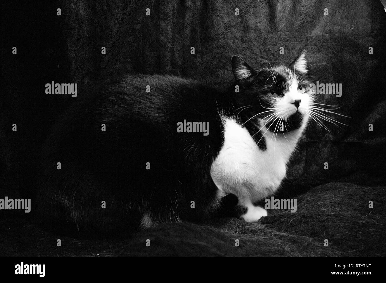 Schwarze und weiße Katze mit Feline immunodeficiency Stockfoto