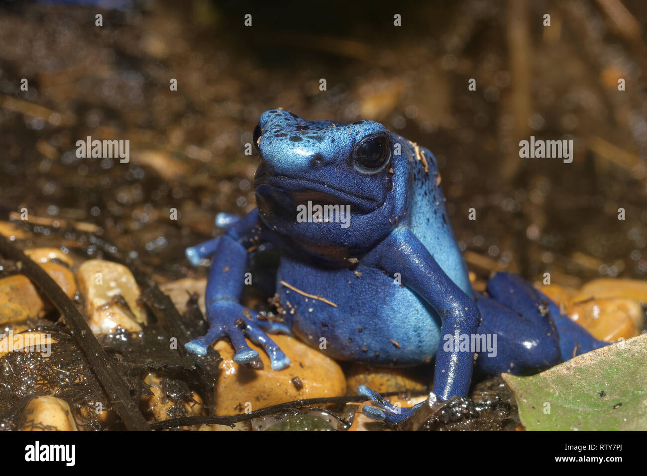 Blue Poison Frog - Dendrobates Tinctorius Azureus seltene Arten aus Surinam Stockfoto