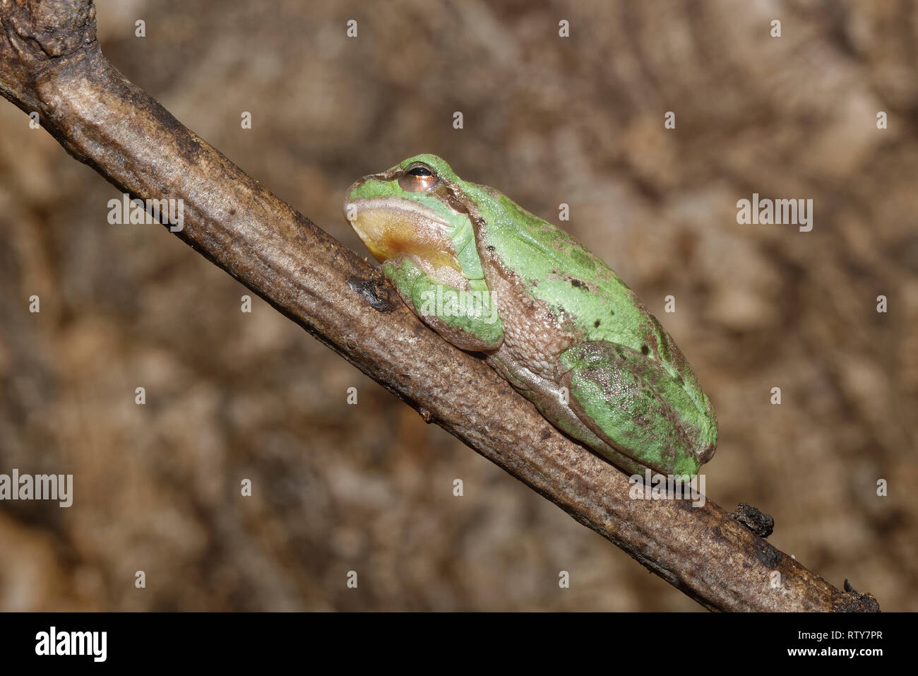 Gemeinsame Laubfrosch - Hyla arborea Frosch auf Stick Stockfoto