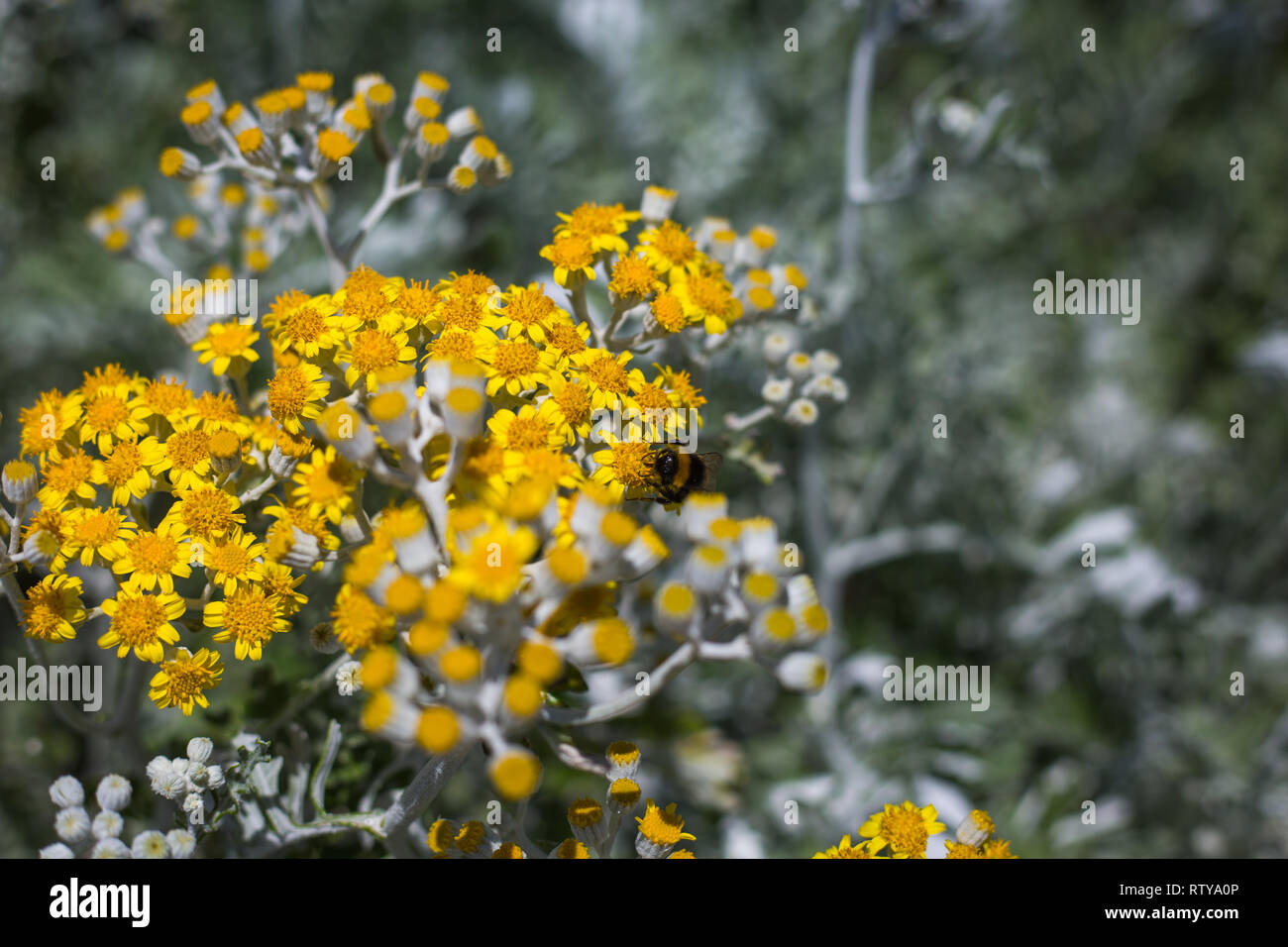 Blumen an der Küste von Eastbourne England Stockfoto