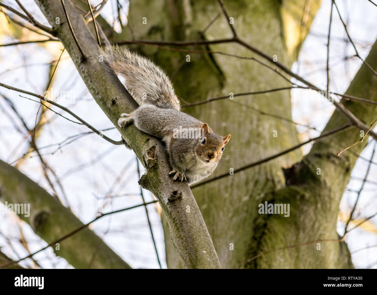 Graue Eichhörnchen im Baum Stockfoto