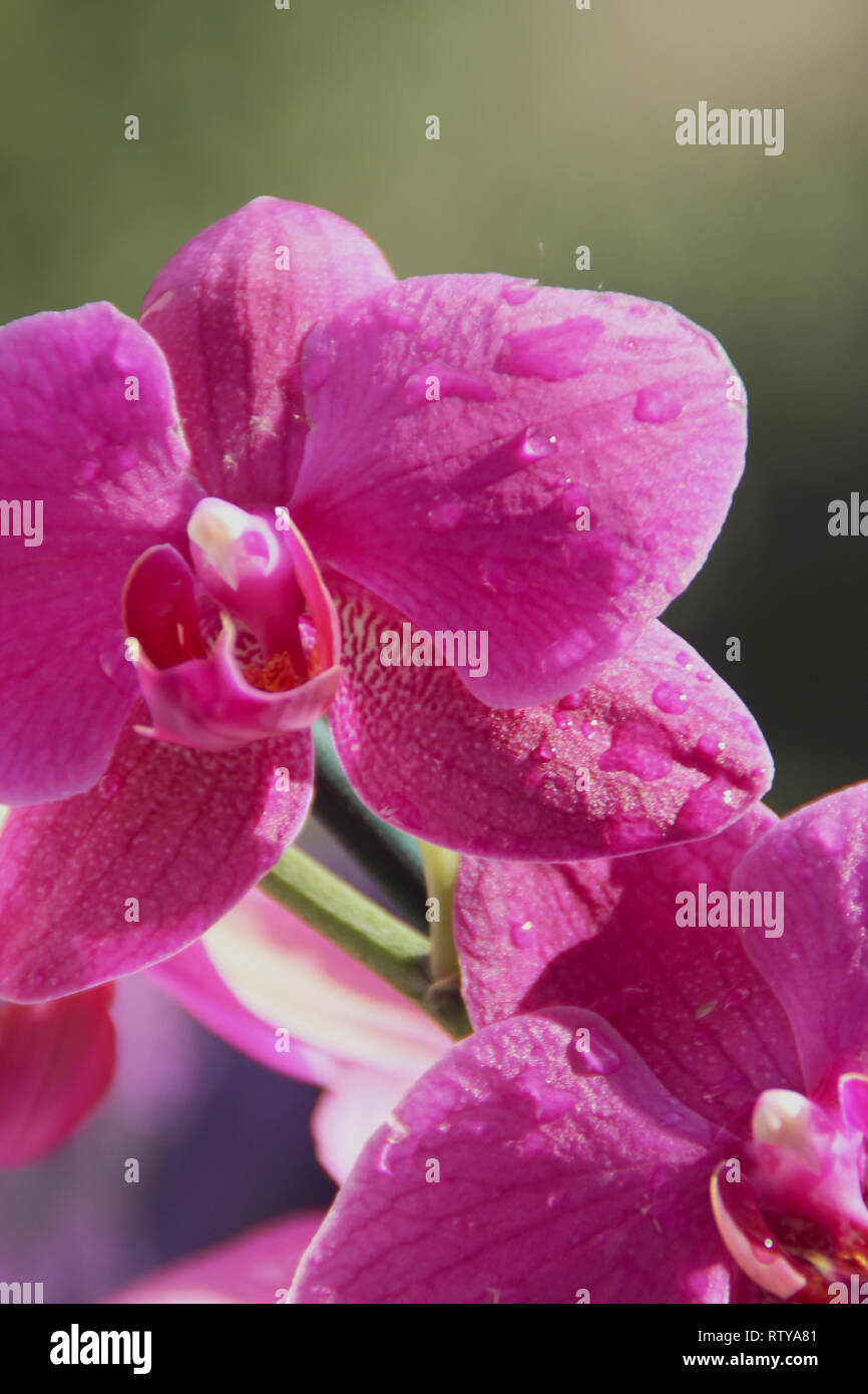 Nahaufnahme auf Violett Orchidee Blumen mit Tropfen Wasser, selektiver Fokus Stockfoto