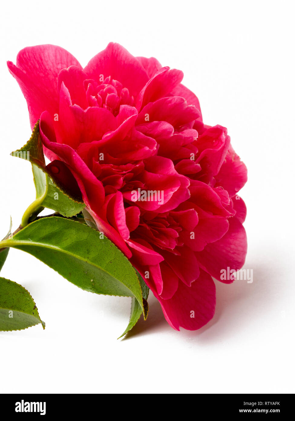 Einzelnen Blüte der Päonien zentriert x Camellia williamsii "VORGRIFF" auf weißem Hintergrund Stockfoto