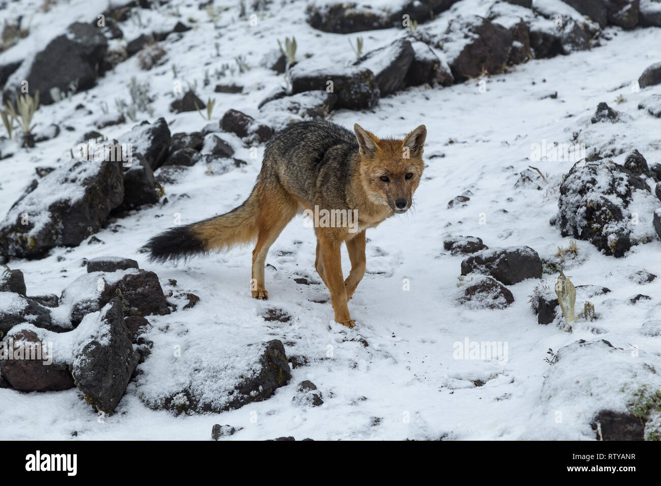 Wolf oder Andean Fox zu Fuß auf den Schnee hinter die Bergsteiger Stockfoto