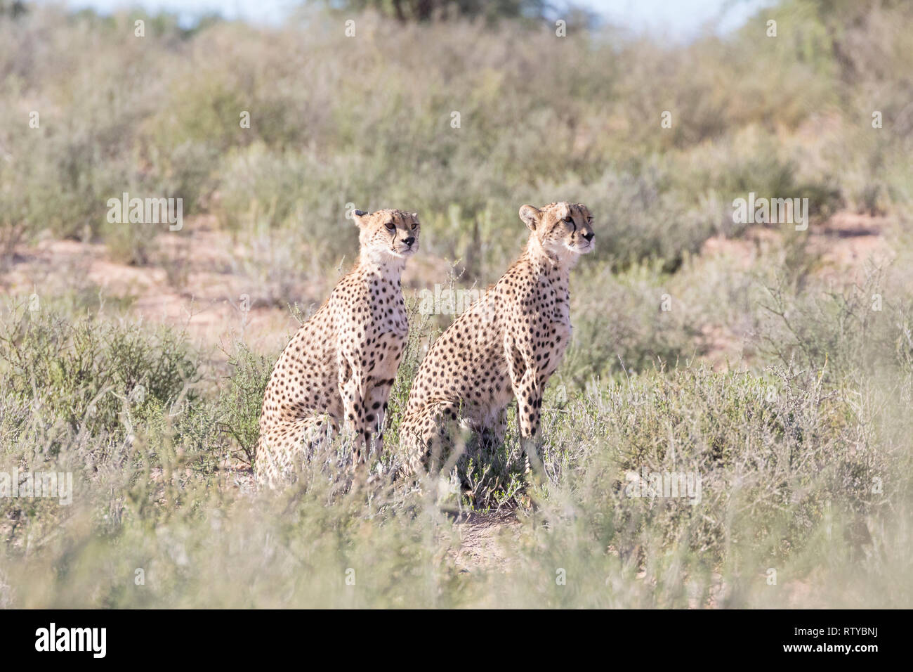 Cheetah, Acinonyx jubatus, Kgalagadi Transfrontier Park, Northern Cape, Südafrika. Zwei junge Brüder zusammen sitzen, Alert, Jagd, natürliche hab. Stockfoto
