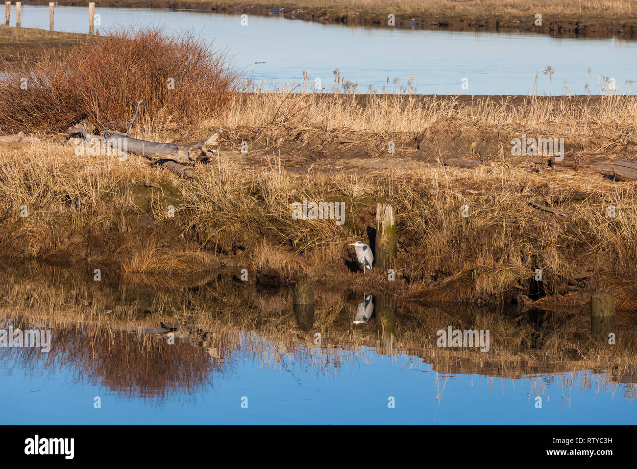 Great Blue Heron Jagd vom Ufer des eine Flutwelle Creek Stockfoto