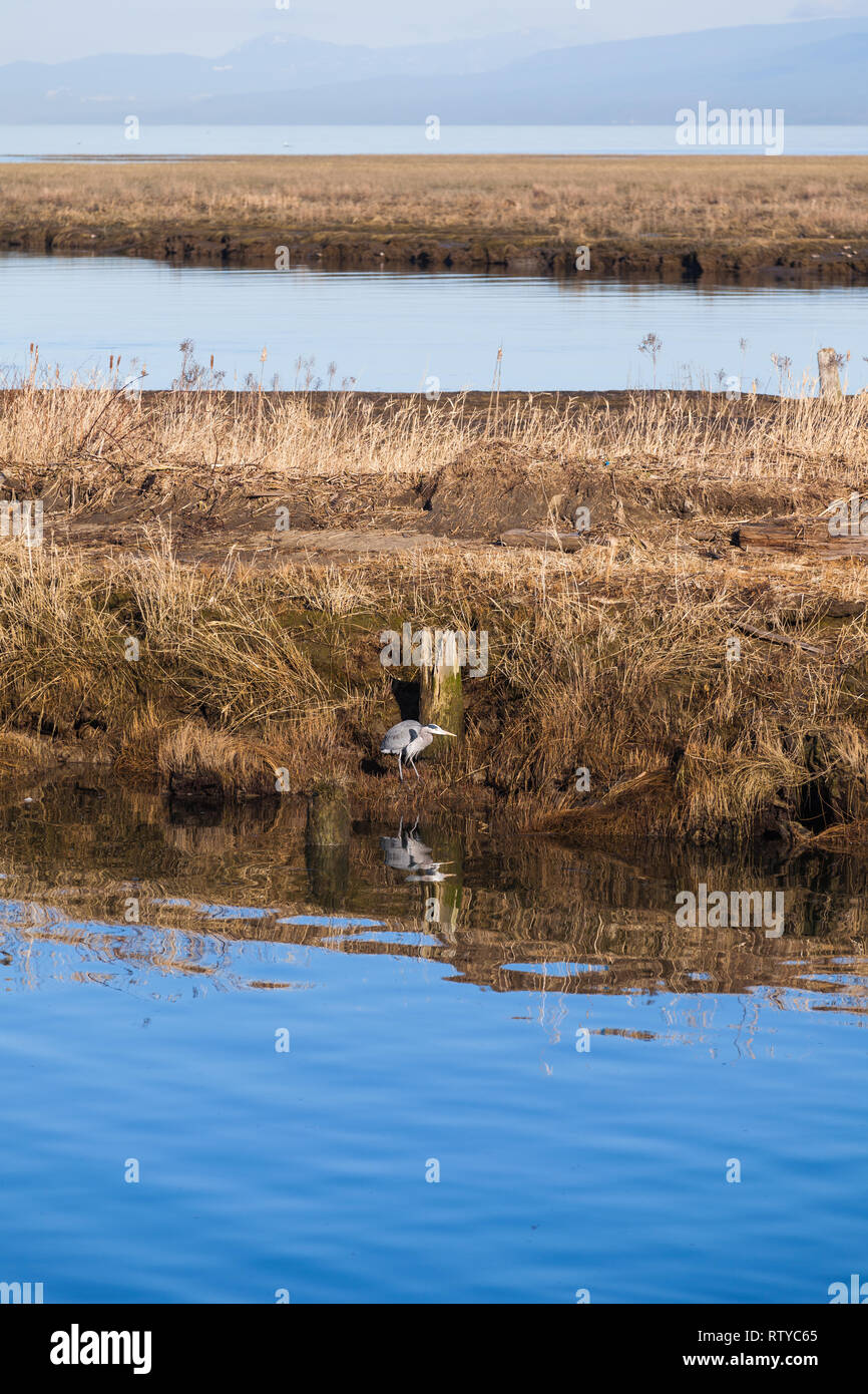 Great Blue Heron Jagd vom Ufer des eine Flutwelle Creek Stockfoto