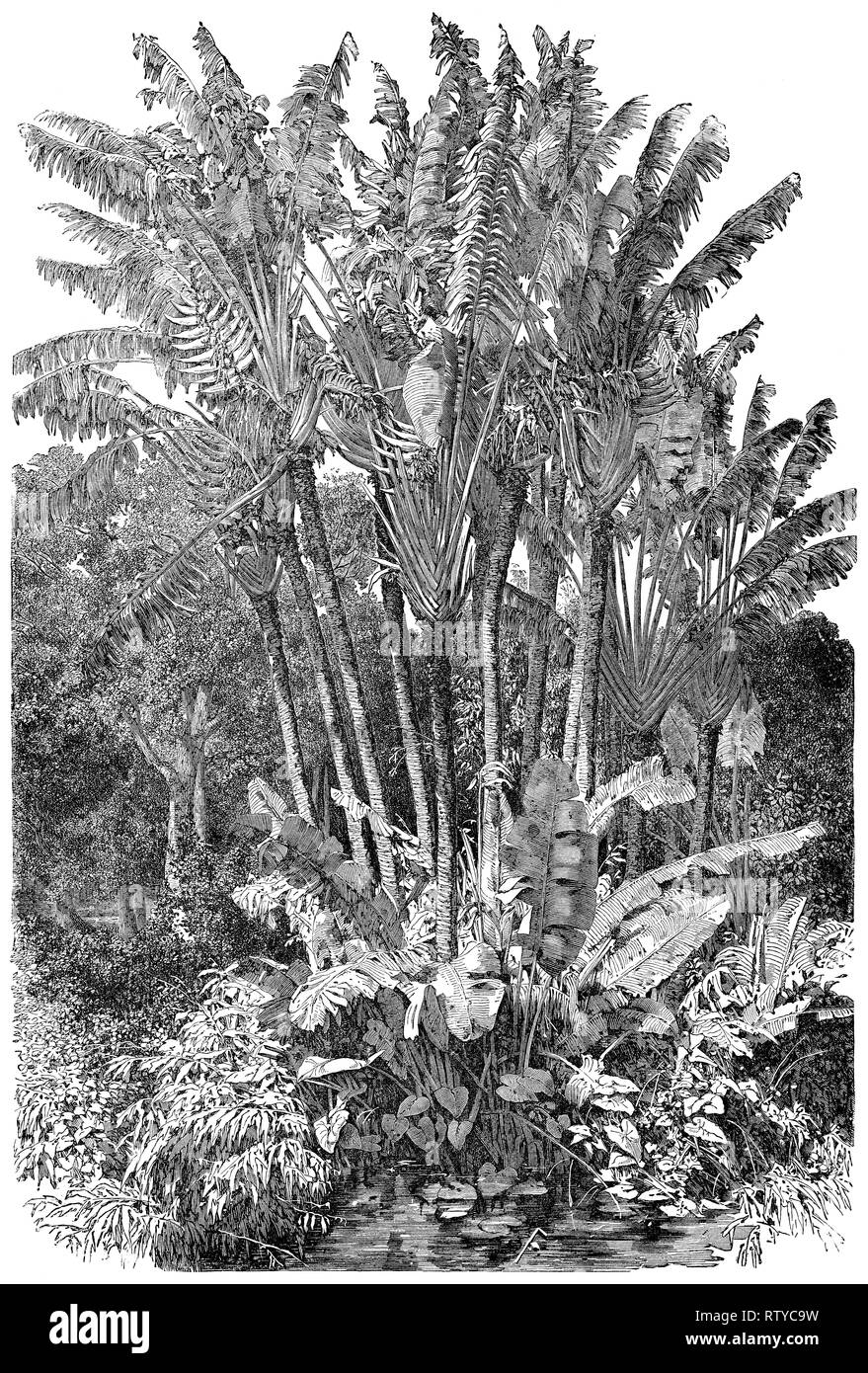 1880 vintage Gravur eines Reisenden Palm, oder Baum des Reisenden (Ravenala madagascariensis), in Madagaskar. Stockfoto