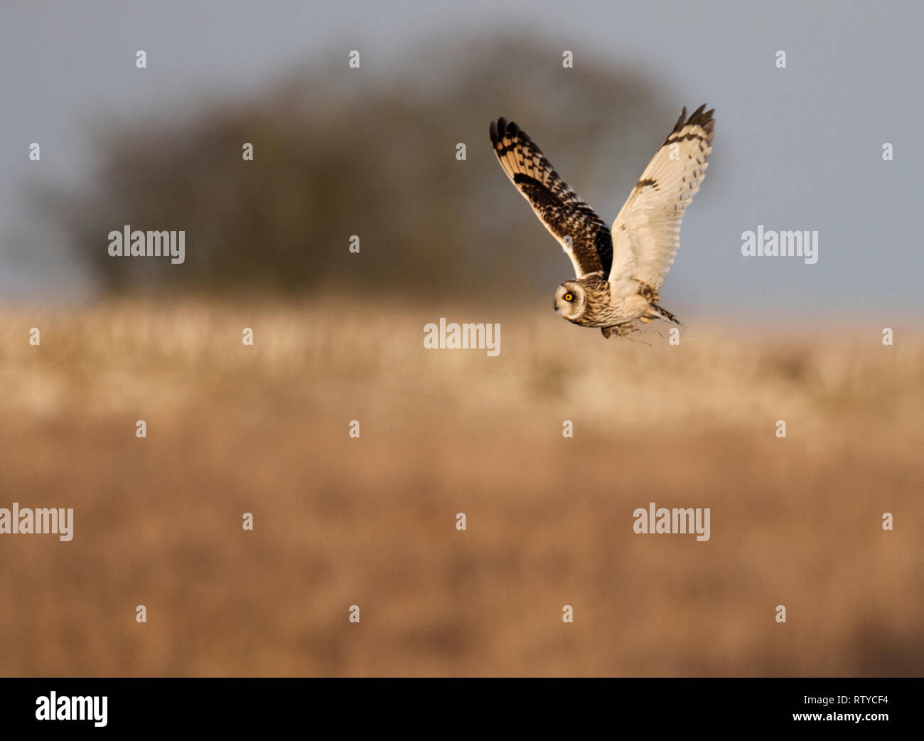 Eine wilde Short Eared Owl (Asio Flammeus) Durchführung einer vole in der talons über Cotswolds Grasland, Gloucestershire Stockfoto