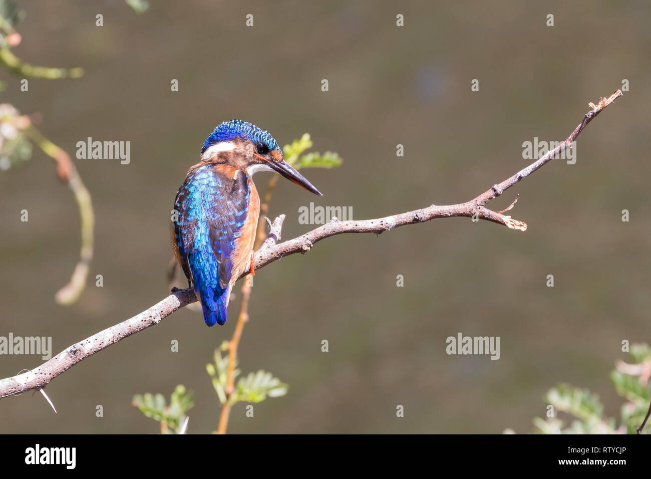 Malachit Kingfisher, (Alcedo cristata) juvenile thront auf einem Ast an einem Staudamm. Klein, hell, 14 cm, Sommer Stockfoto