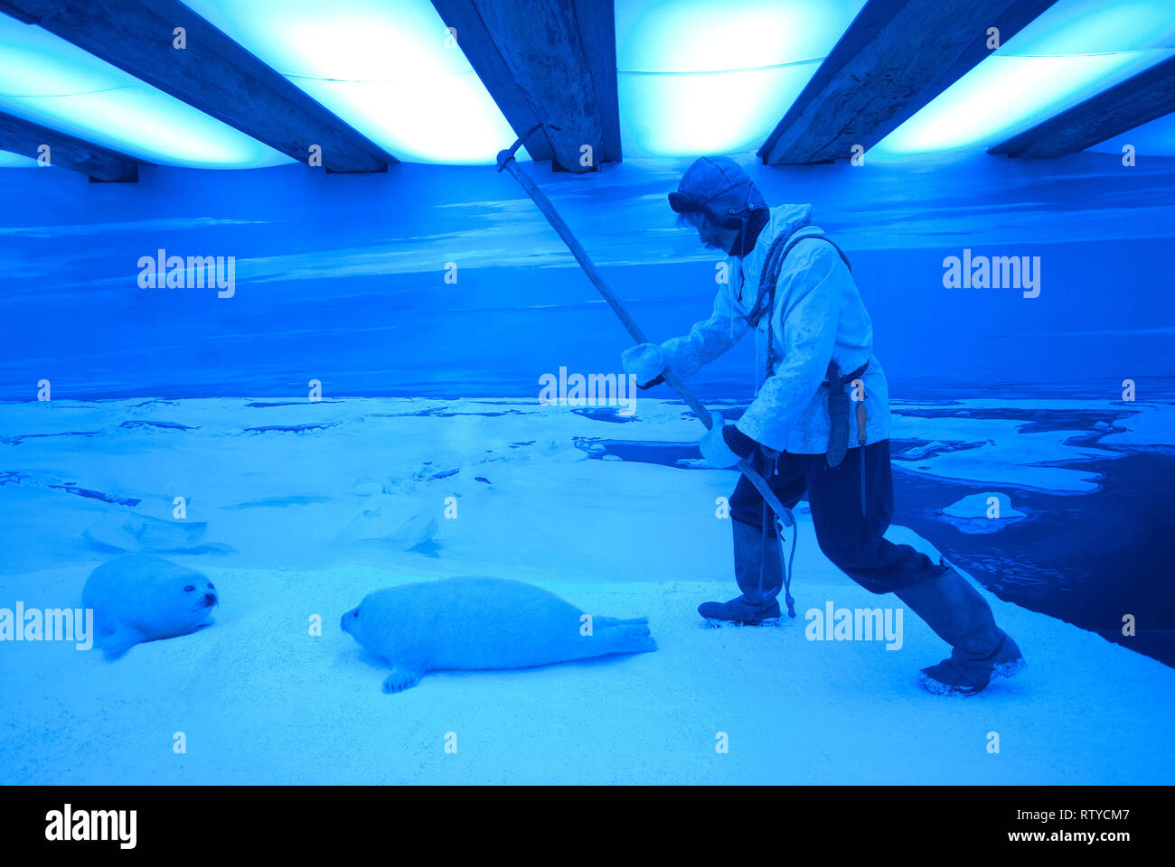Robbenjagd Szene bei Polar Museum (Polarmuseet), in Tromsø, Troms County, Norwegen Stockfoto