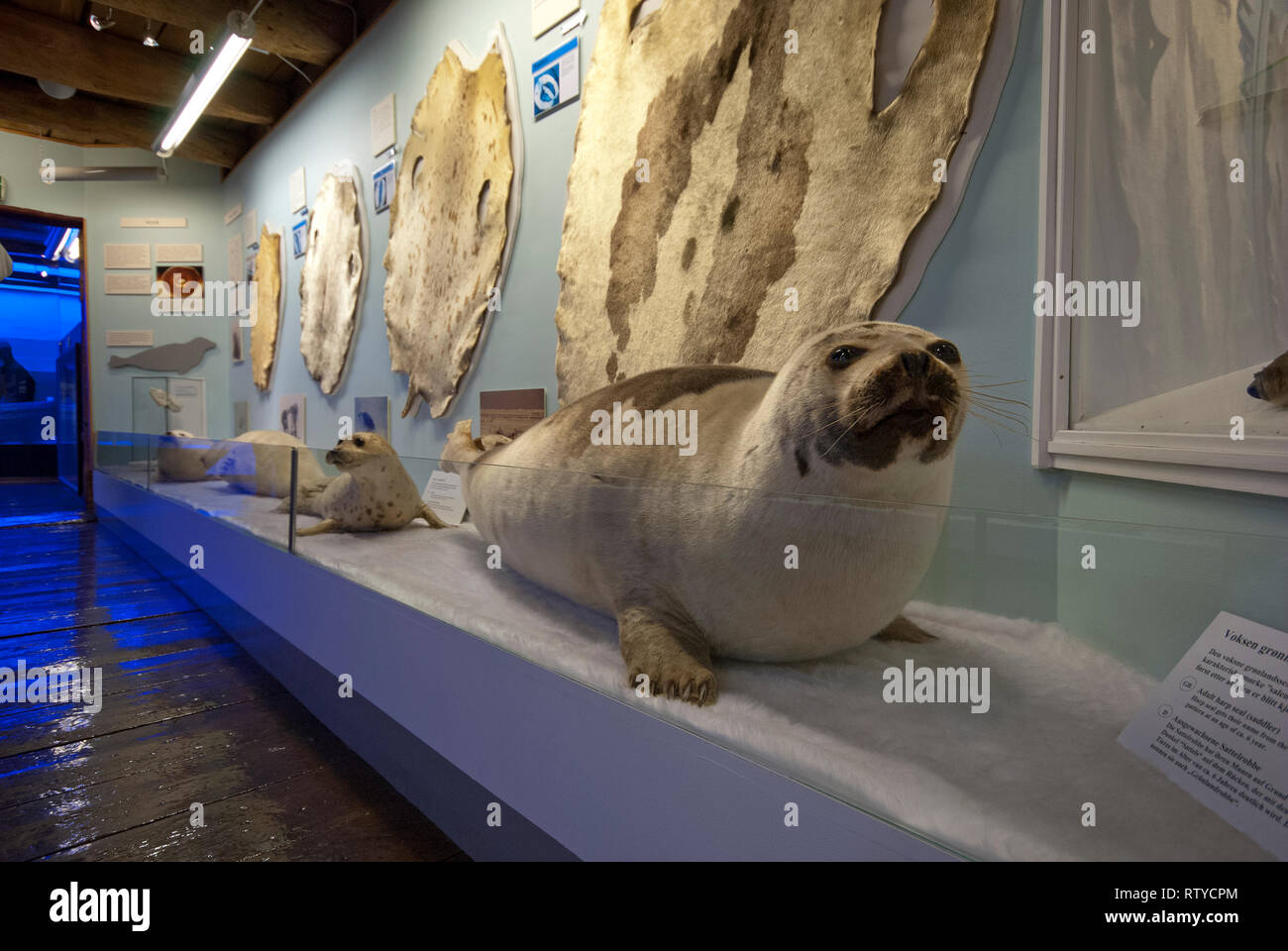 Gefüllte Dichtungen und Skins im Schaufenster über Robbenjagd bei Polar Museum (Polarmuseet), in Tromsø, Troms County, Norwegen Stockfoto