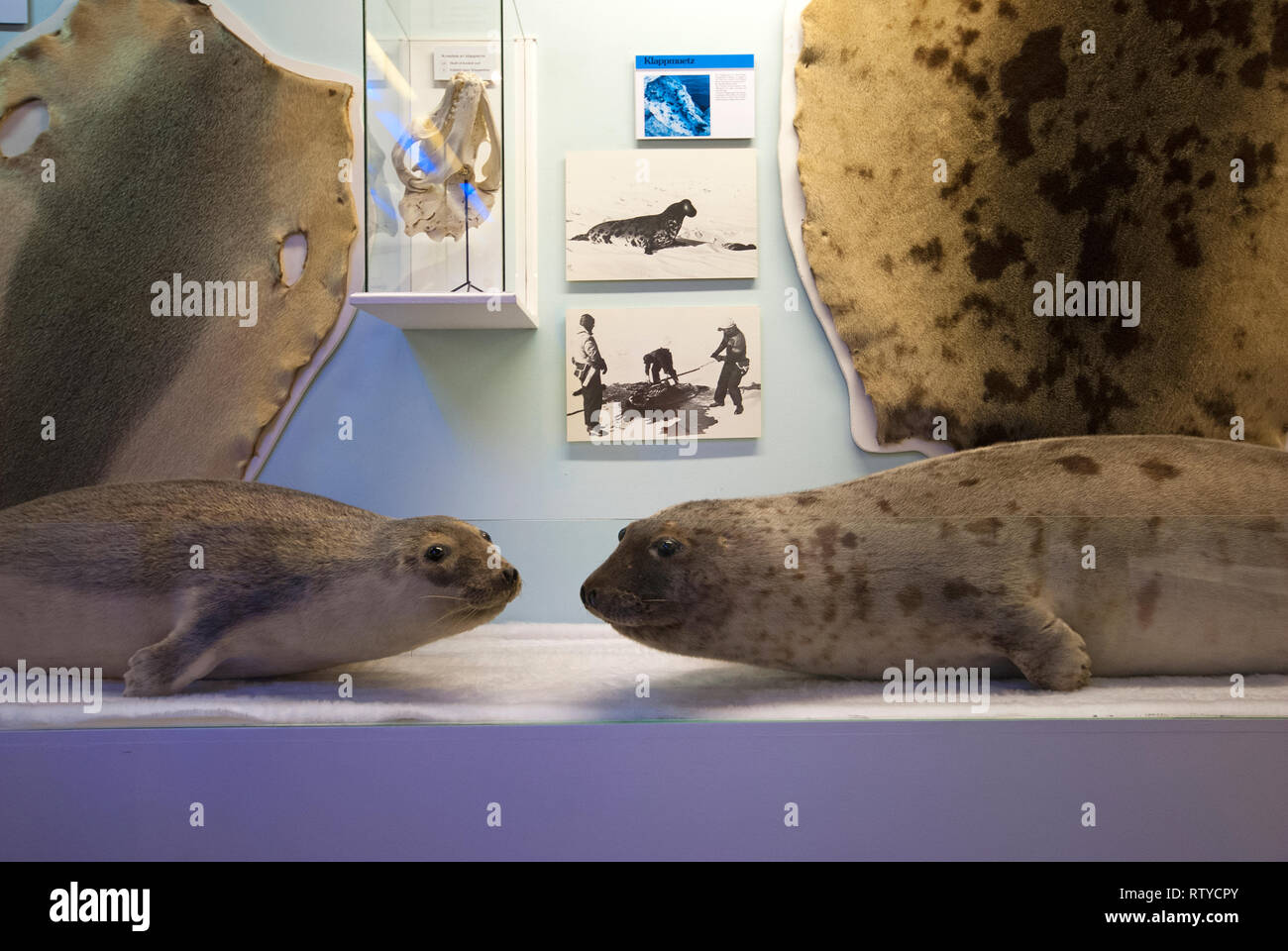 Gefüllte Dichtungen und Skins im Schaufenster über Robbenjagd bei Polar Museum (Polarmuseet), in Tromsø, Troms County, Norwegen Stockfoto