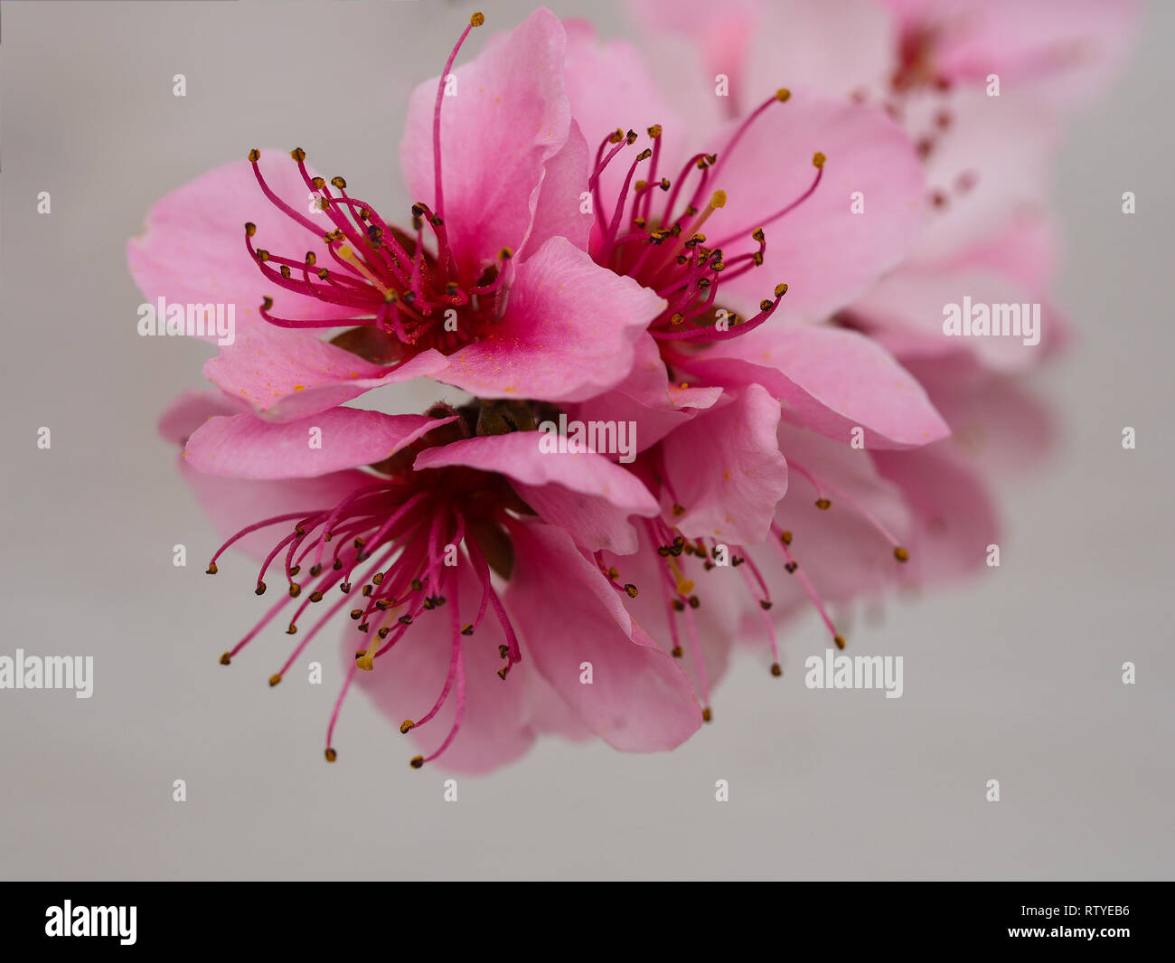 Nahaufnahme des Schönen pink Peach Blossom mit langen Staubfäden und Antheren auf einem Ast mit einer weißen Wand Hintergrund Stockfoto