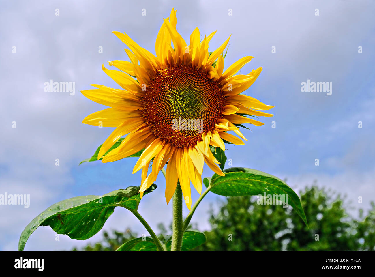 Eine ausgereifte Sonnenblume "Helianthus annuus" wachsenden Hoch gegen eine Wolke Himmel in einem Feld im Westen Kanada gefüllt. Stockfoto