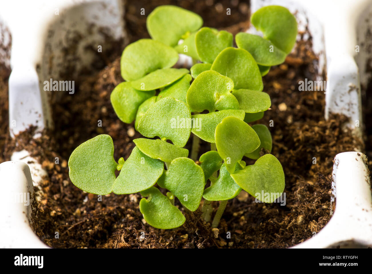 Basilikum Sämlinge in einem Werk Fach im Frühjahr Zeit gewachsen ist. Stockfoto