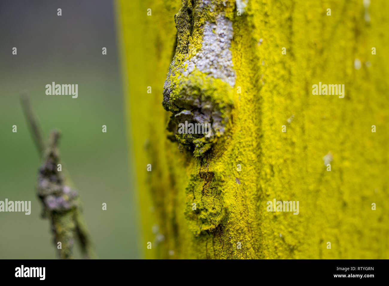 Narben, Rinden und Texturen von Eukalyptusbäumen Stockfoto