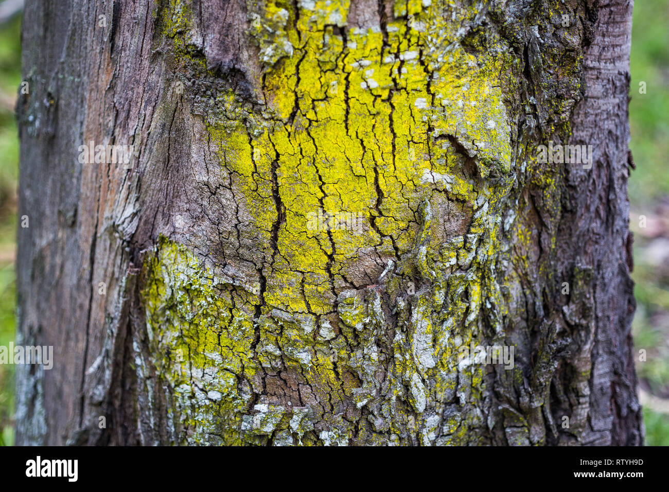 Narben, Rinden und Texturen von Eukalyptusbäumen Stockfoto