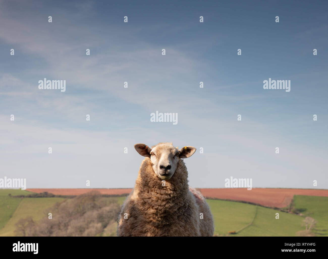 Ein Schuss eines neugierigen Schaf in Kingsbridge im Sommer. Stockfoto
